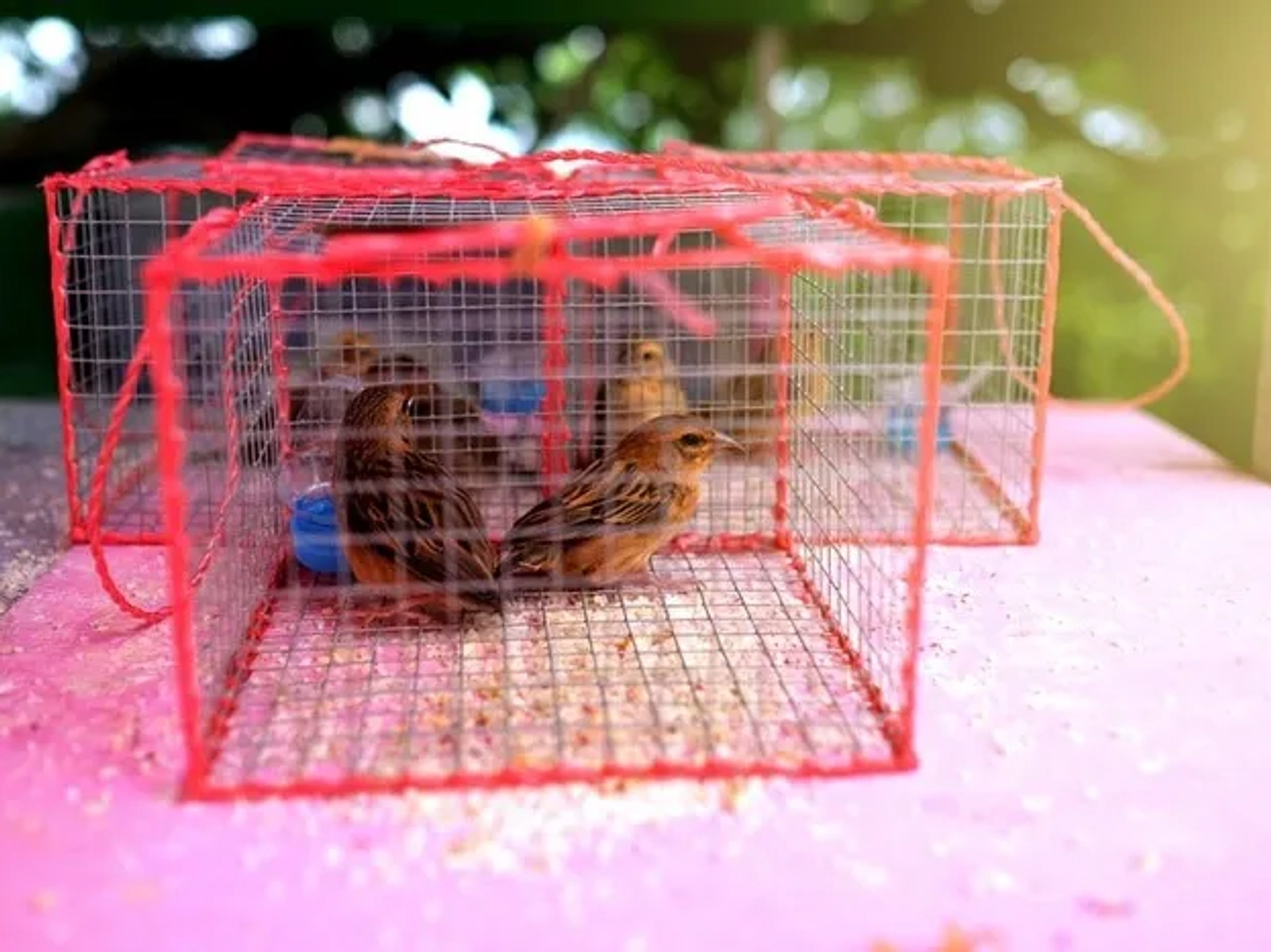 liberar pájaros enjaulados