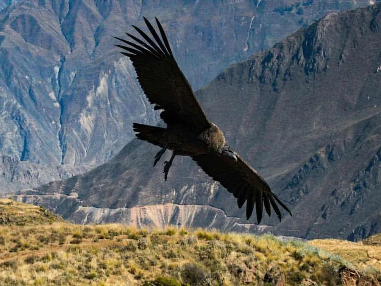visitar el Cañón del Colca