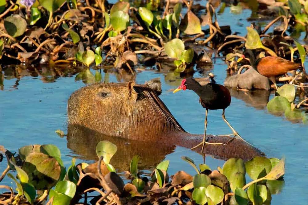 Seguro de viaje a Venezuela