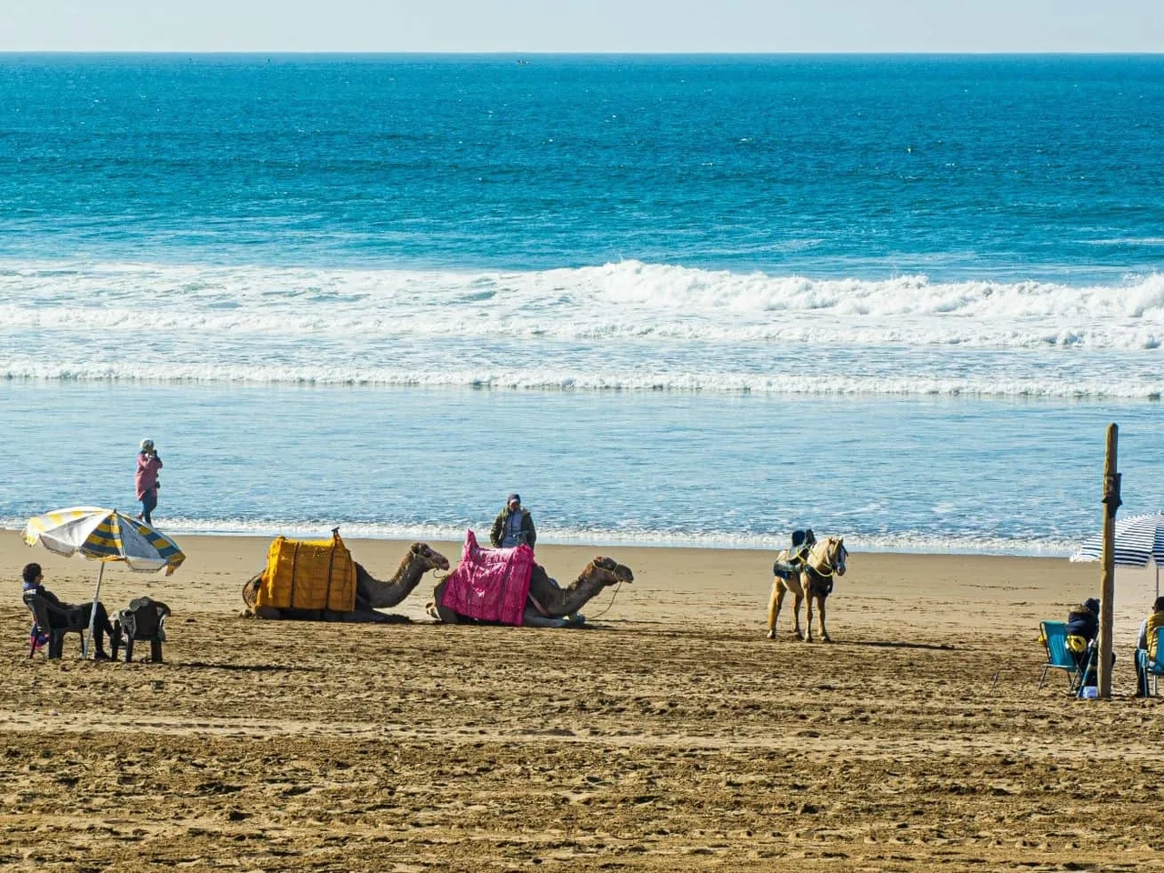 Camelos descansando na praia, com pessoas e guarda-sóis ao fundo.