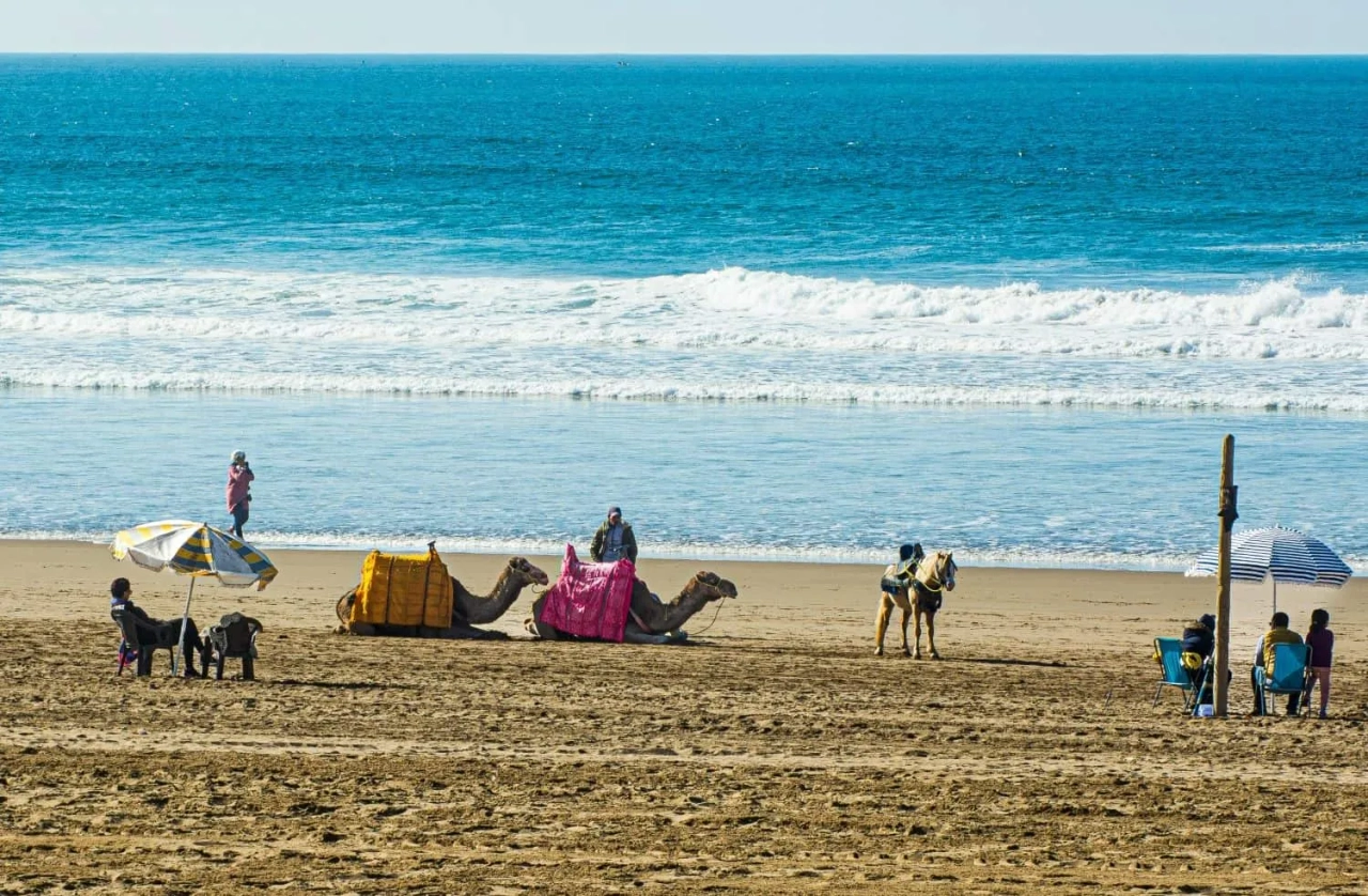 Camelos descansando na praia, com pessoas e guarda-sóis ao fundo.