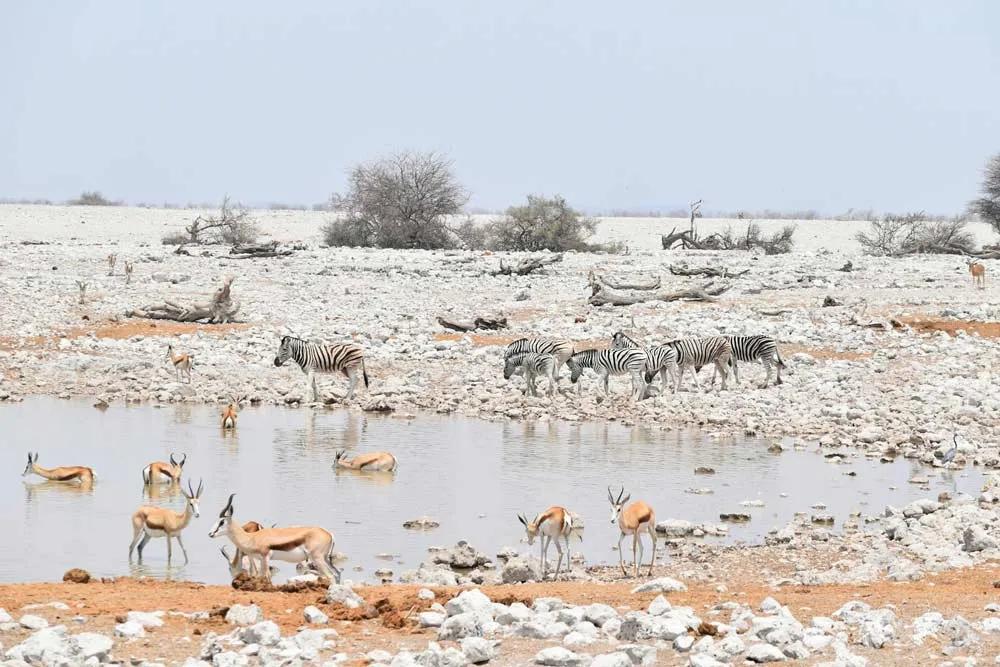 Mejor época para hacer un safari en Etosha