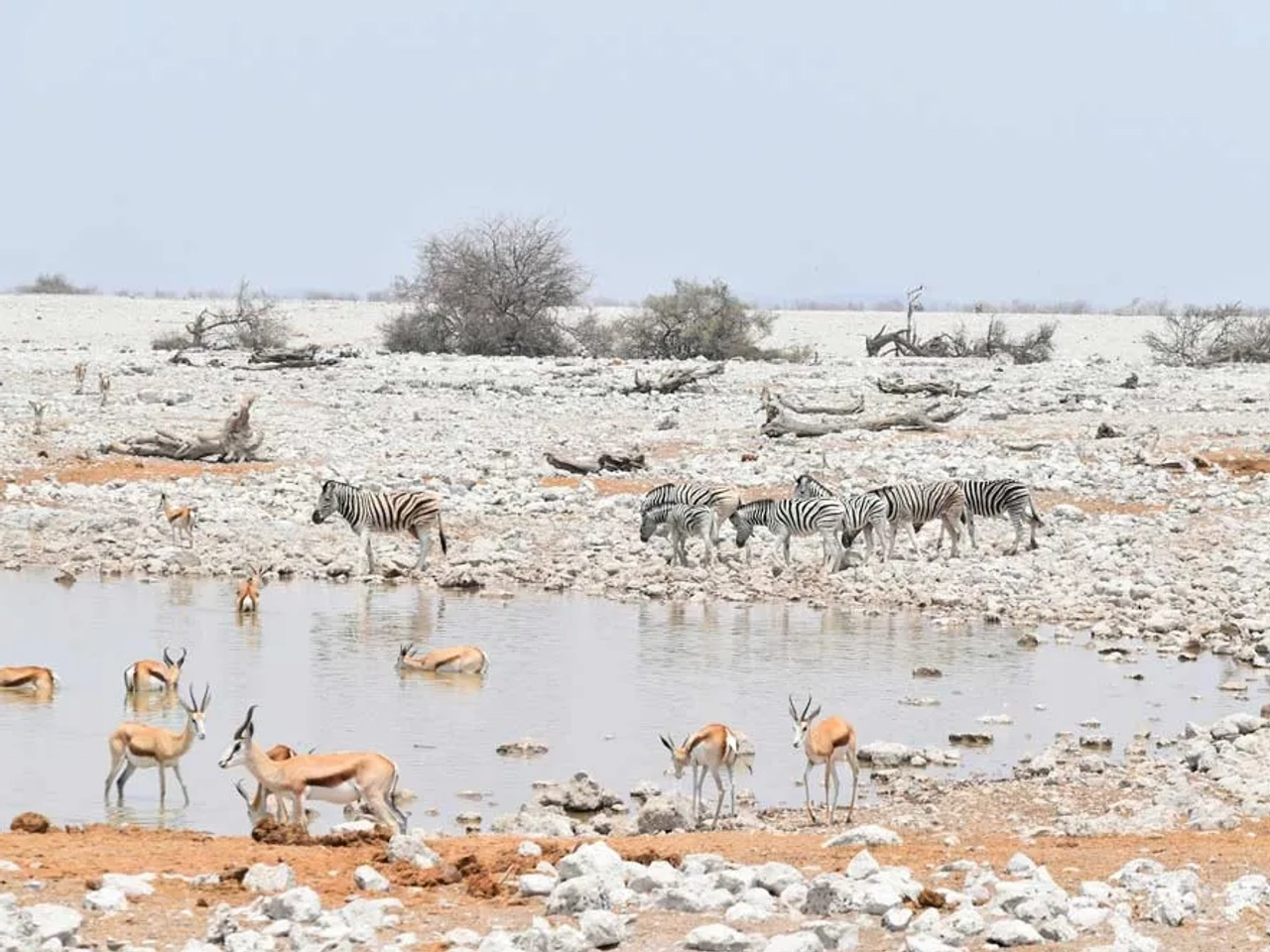 Mejor época para hacer un safari en Etosha