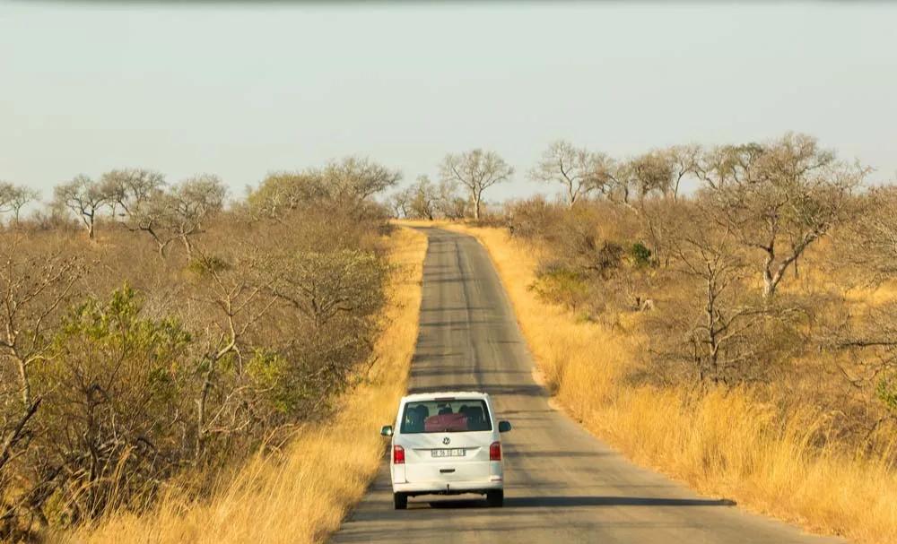 peligro en safari