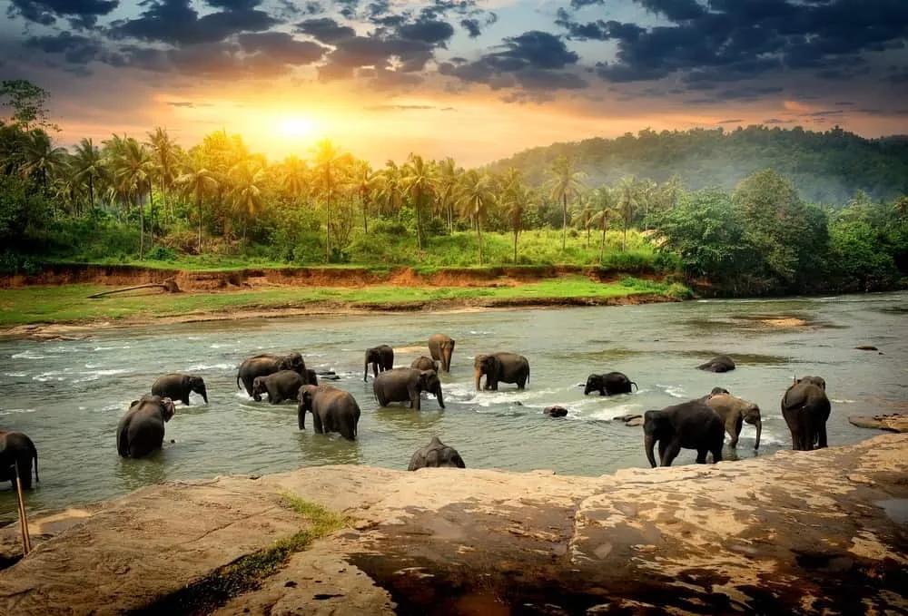 elefantes en Sri Lanka
