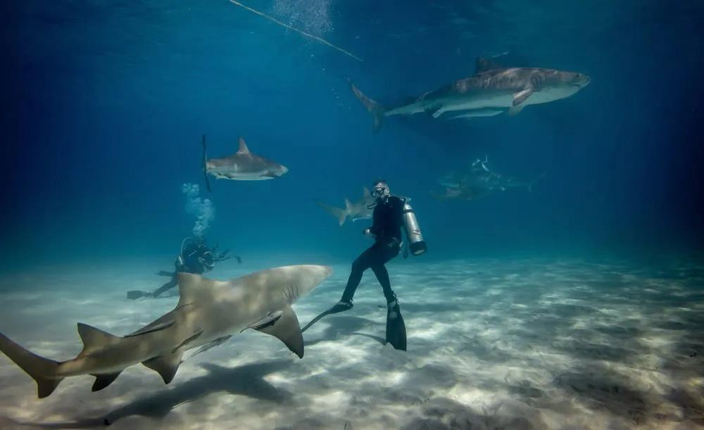 mejor seguro para buceo