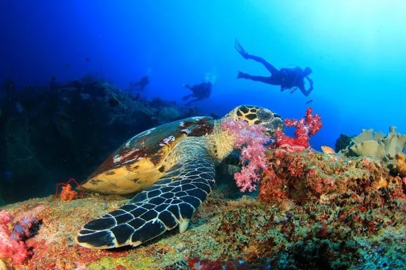 Los mejores lugares del mundo para bucear