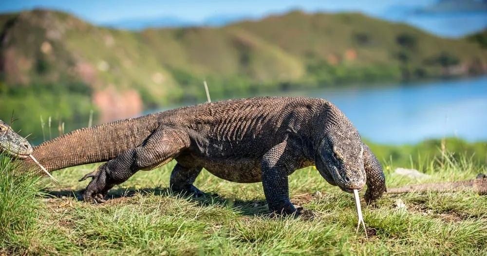 varano de Komodo