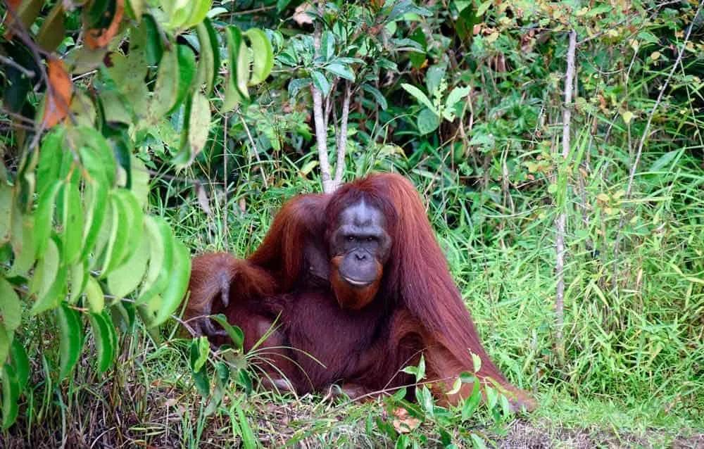 ver orangutanes en Borneo