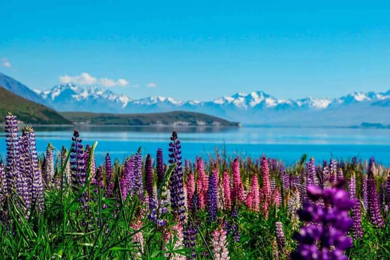 Isla Sur de Nueva Zelanda: Qué hacer y qué ver