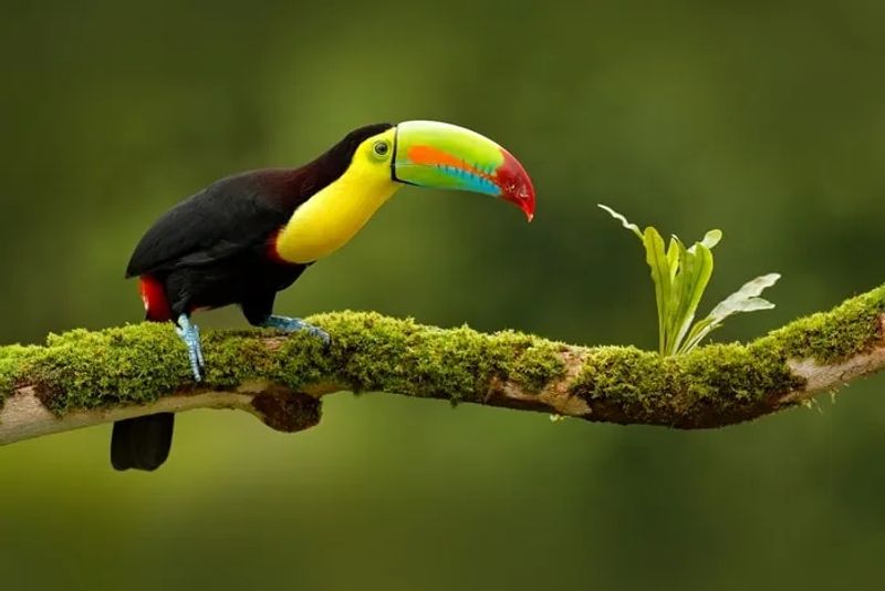 Itinerario de viaje a Costa Rica en 15 días