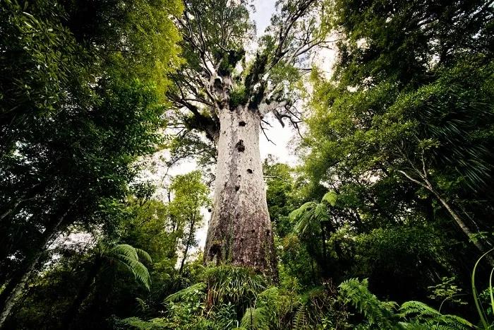 tane-mahuta-peque