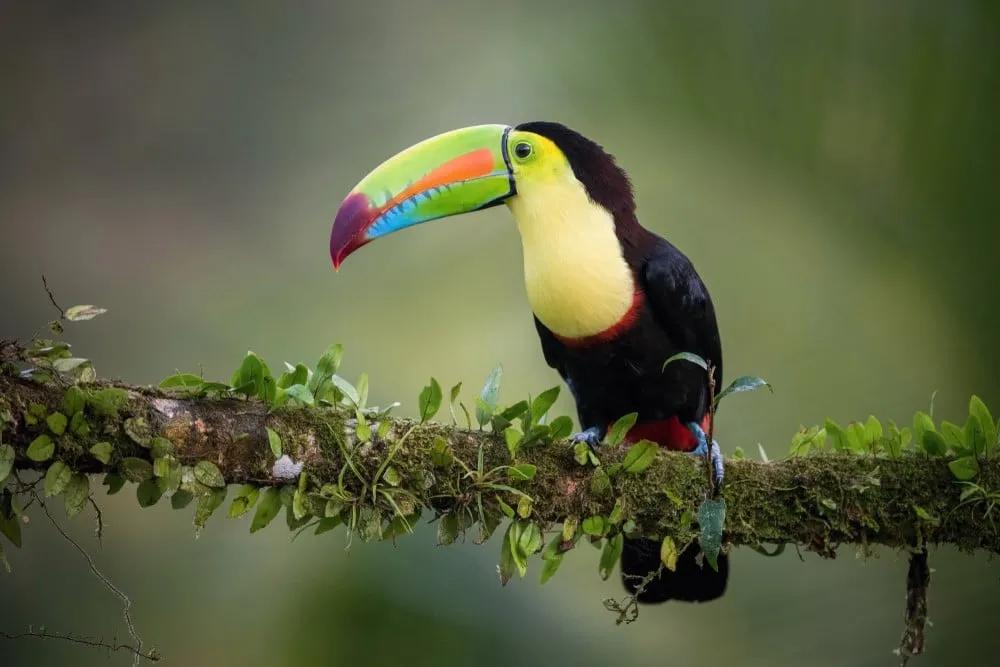 Costa Rica es Pura Vida