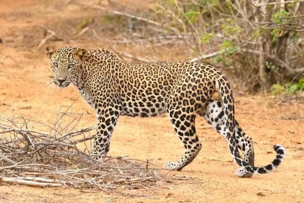 leopardo en Tissamaharama