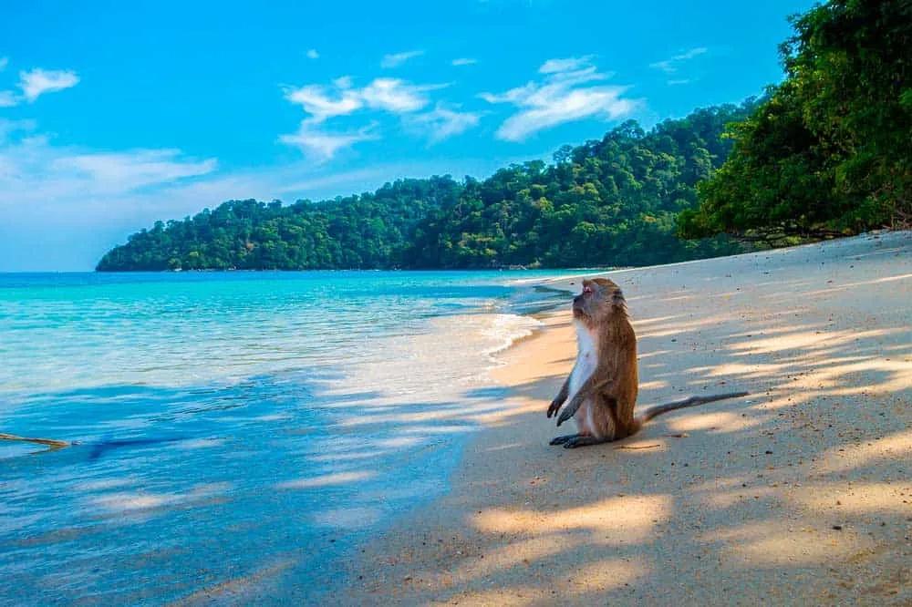 monos en el Parque Nacional Phi Phi