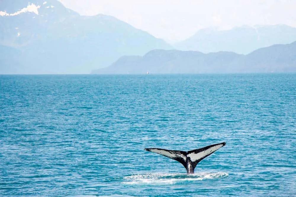 ballenas y delfines en Azores