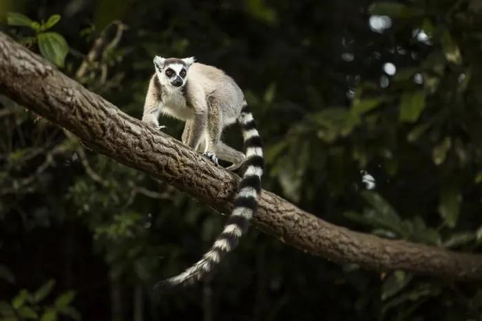 ruta Madagascar