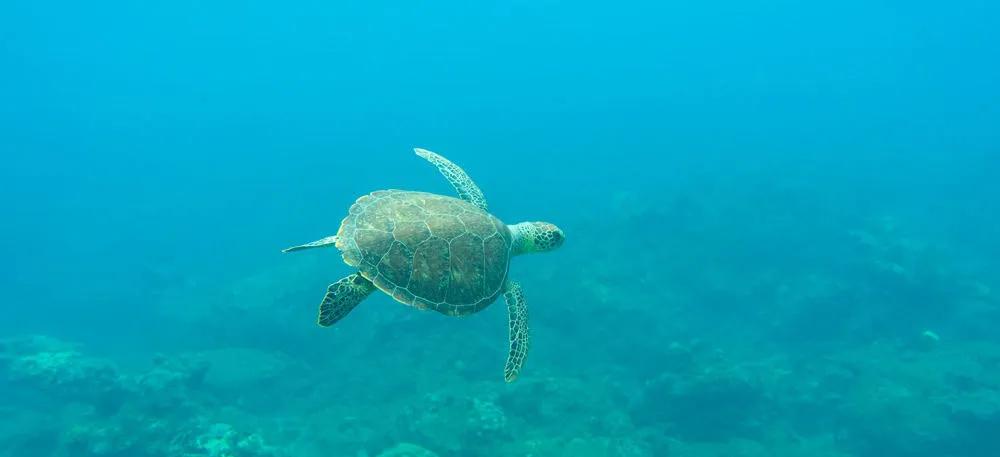 esnórquel con tortugas
