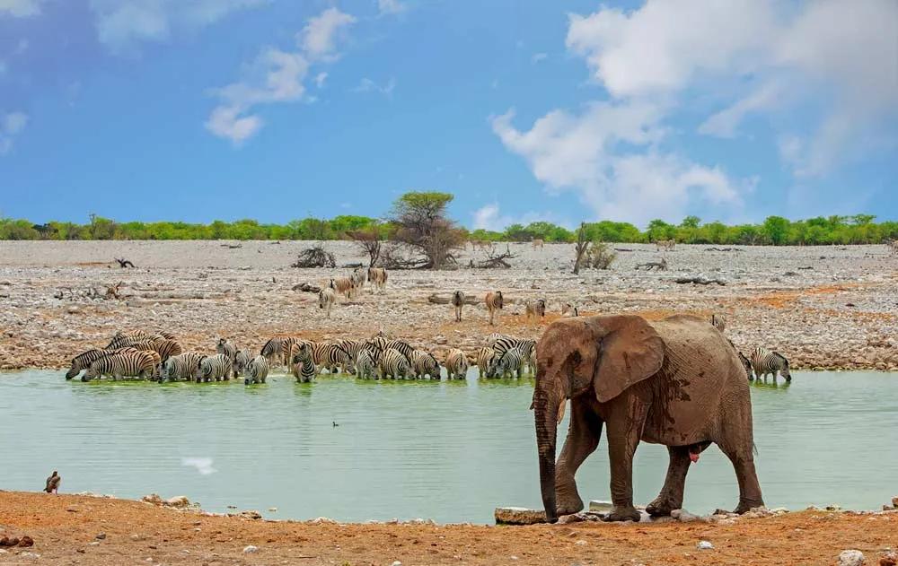 safari por Angola