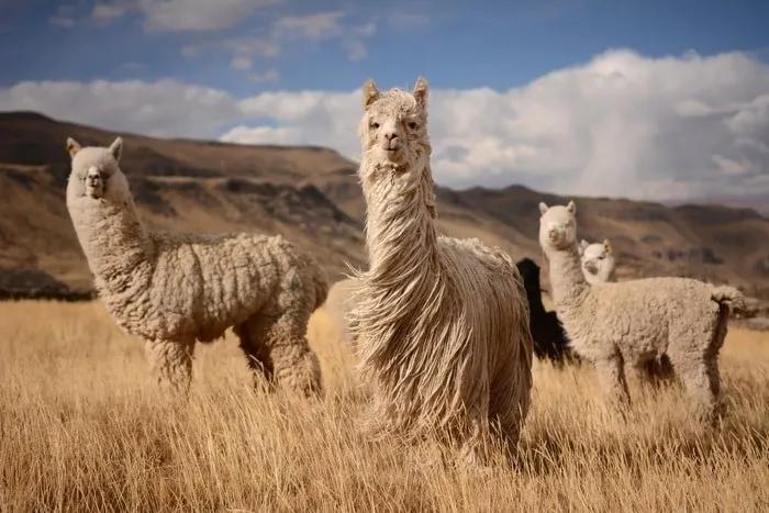 ¿Es seguro viajar a Perú?