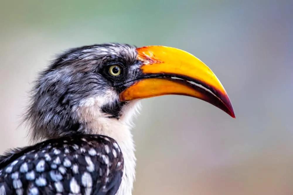 Reserva Nacional de Samburu