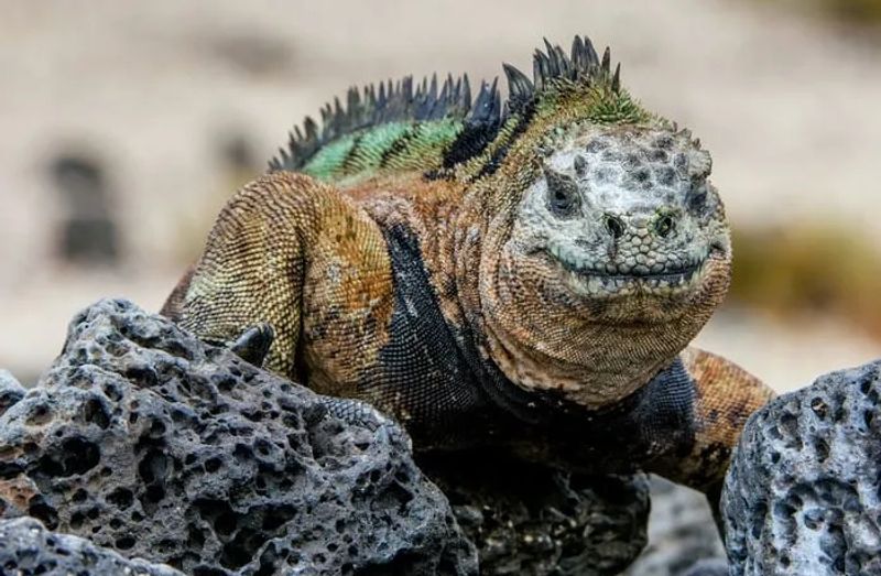 Consejos para visitar las Islas Galápagos