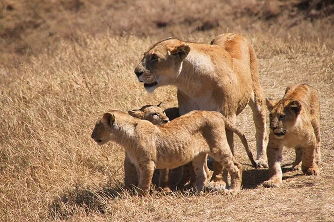 TANZANIA-safari
