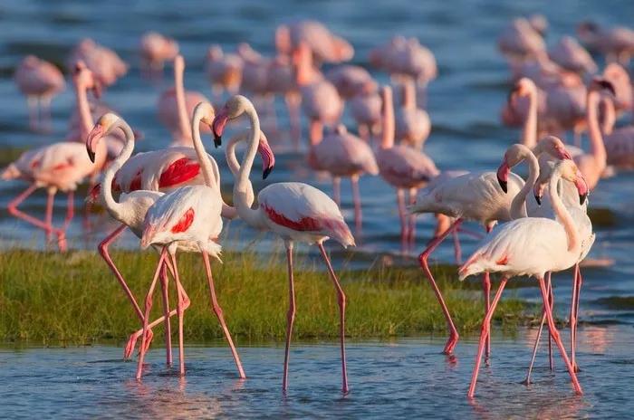 Parque nacional Lago Nakuru