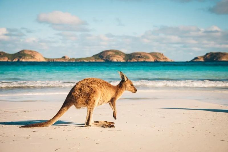 Seguro médico para la Working Holiday Visa de Australia