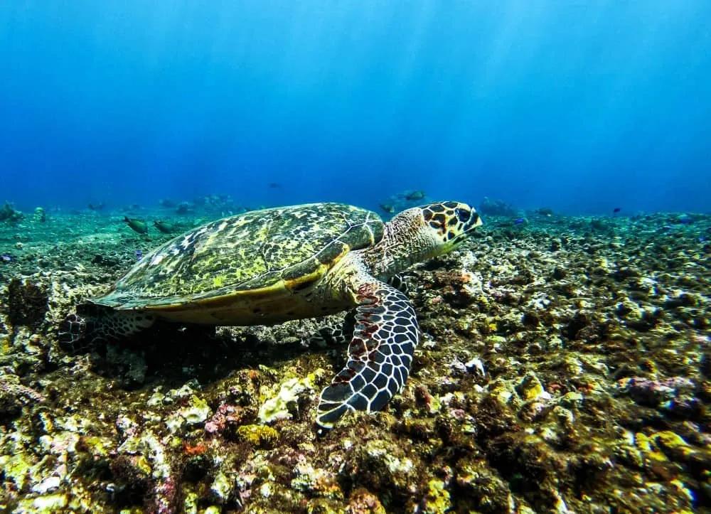 buceo en Bali