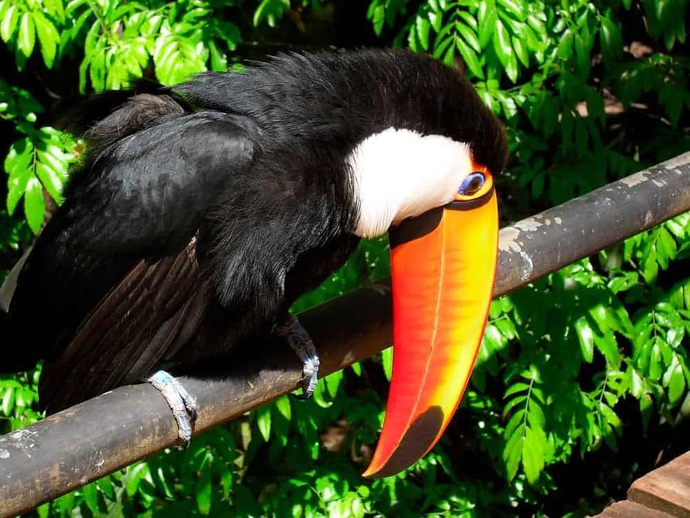animales en Iguazú