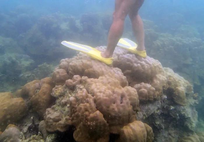 pisar coral