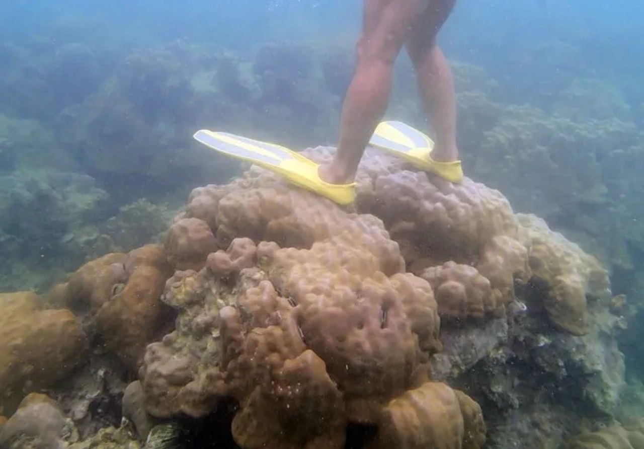 pisar coral