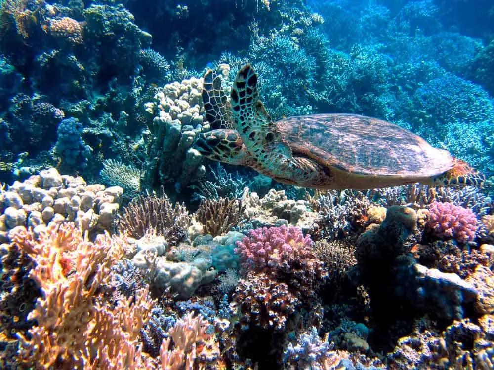 tortugas marinas en Perhentian