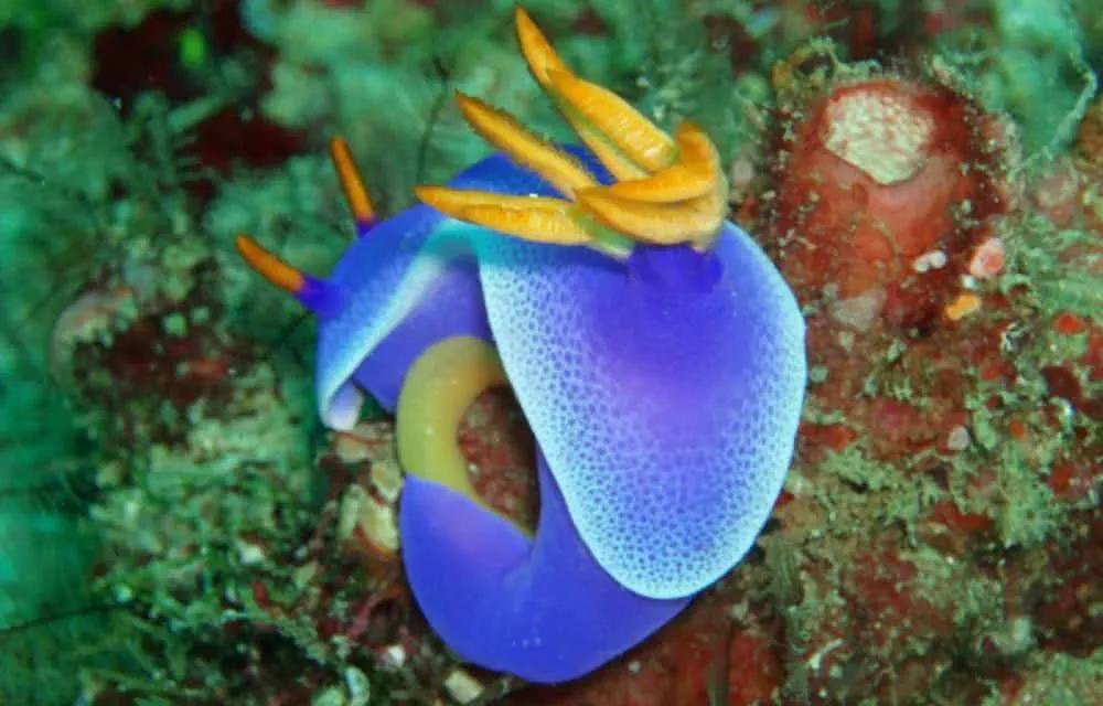 bonito nudibranquio visto buceando