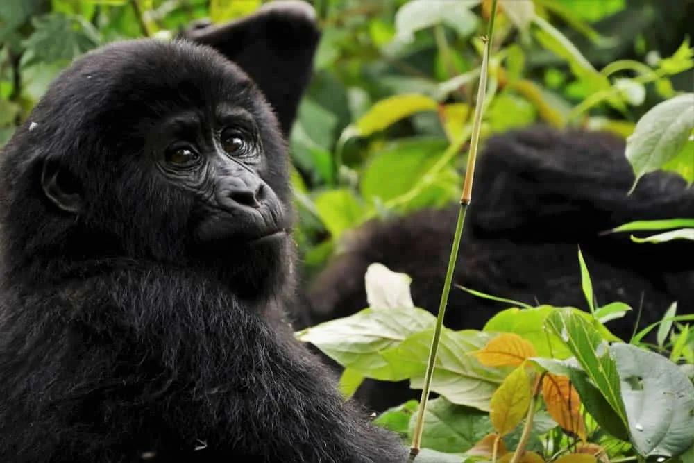 seguro de viaje a Uganda