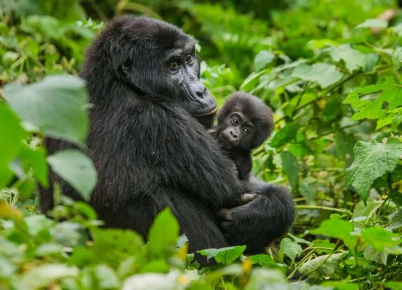 Consejos para viajar a Uganda