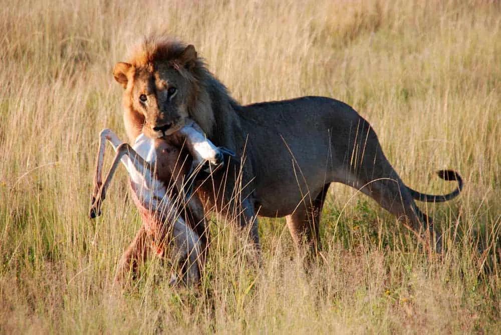 Qué comer en Namibia