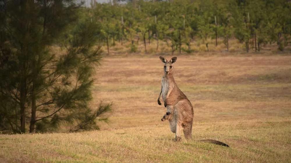 itinerario de viaje a Australia