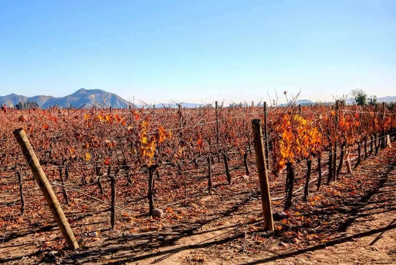 Viñedos de Chile