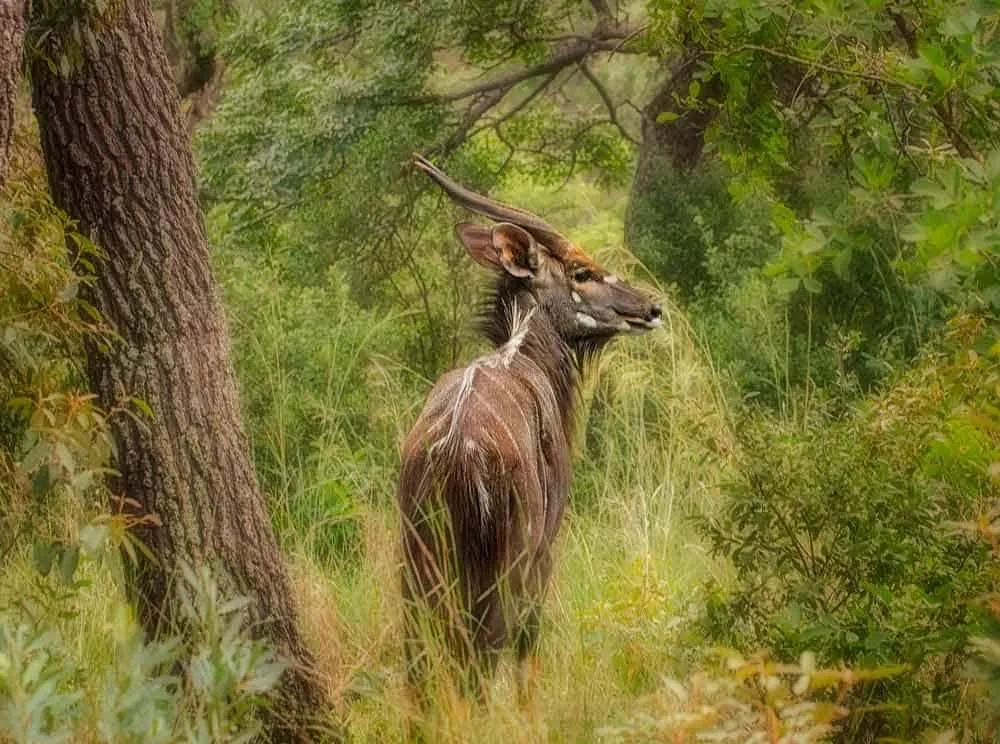 Parque Nacional de Maputo