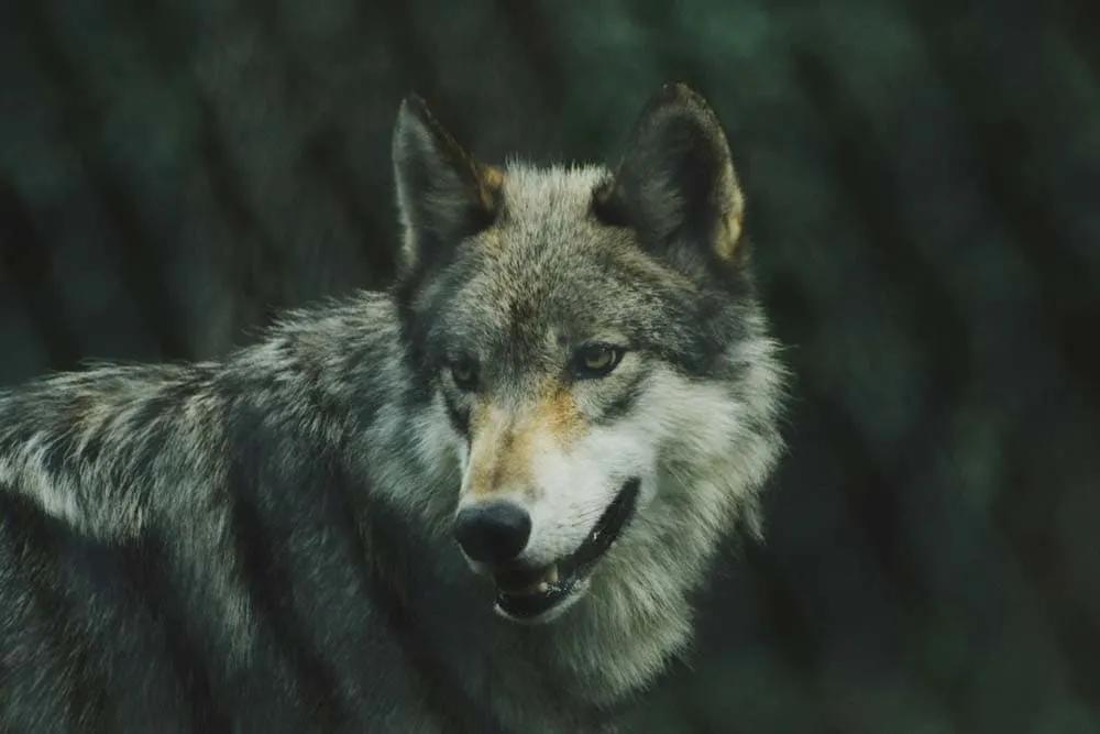 Sierra de la Demanda y el lobo ibérico