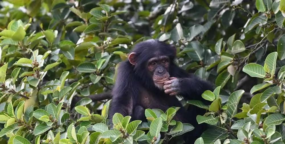 mejor seguro de viaje a Gambia