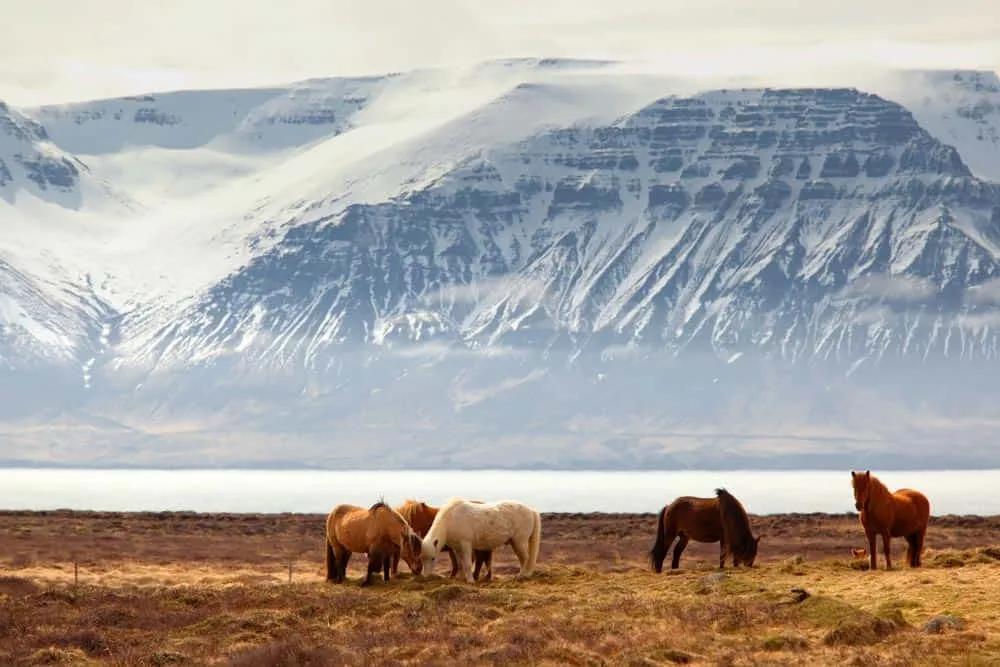 seguro para viajar a Islandia