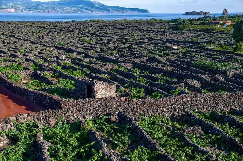 Viñedos en islas azores