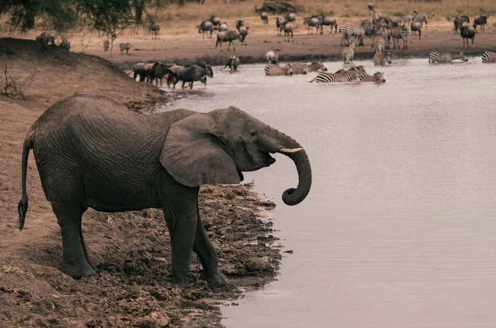Parque nacional de Tarangire