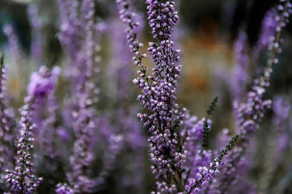Jardín Botánico de Ginebra (Jardin Botanique)