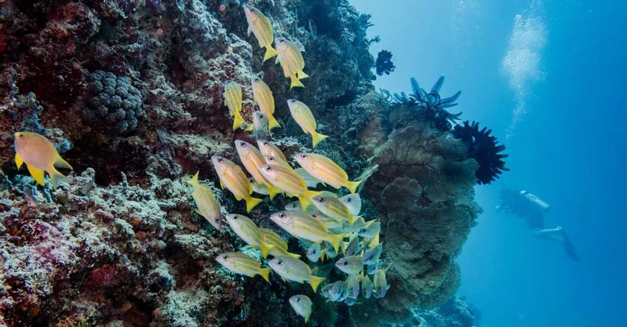 buceo en Islas Gili