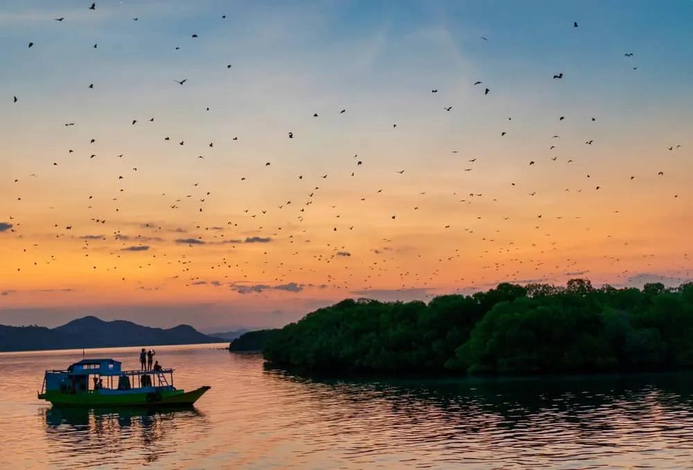 millón de murciélagos en Komodo