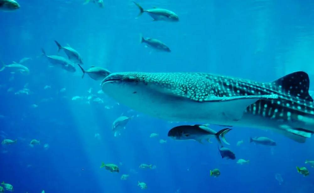 tiburón ballena en Mozambique